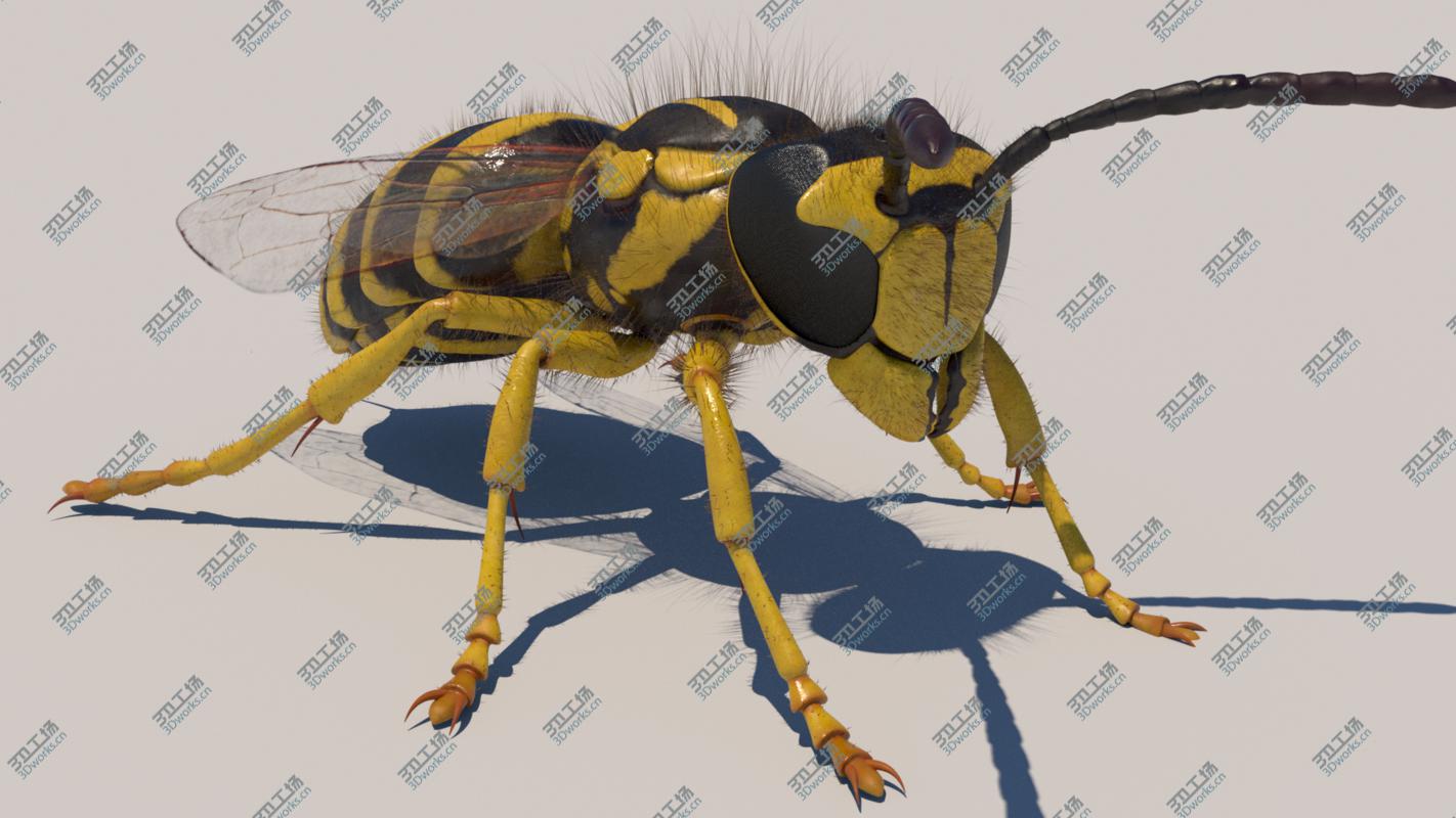 images/goods_img/202104092/Vespula squamosa Rigged model/5.jpg